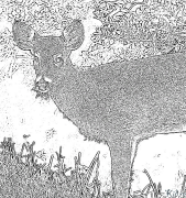 biche - cerf Coloriages À Imprimer